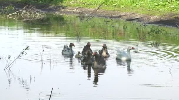 Enten und Entchen schwimmen im See — Stockvideo