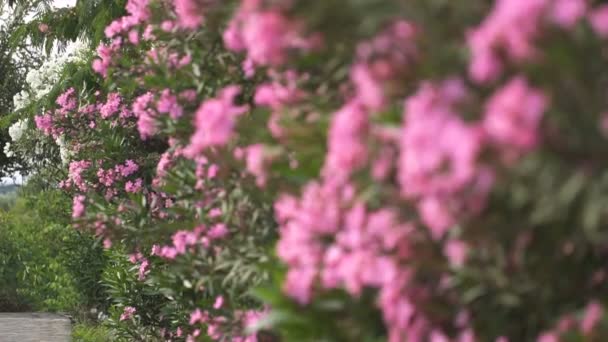 Hermosas flores púrpuras de Grecia — Vídeo de stock