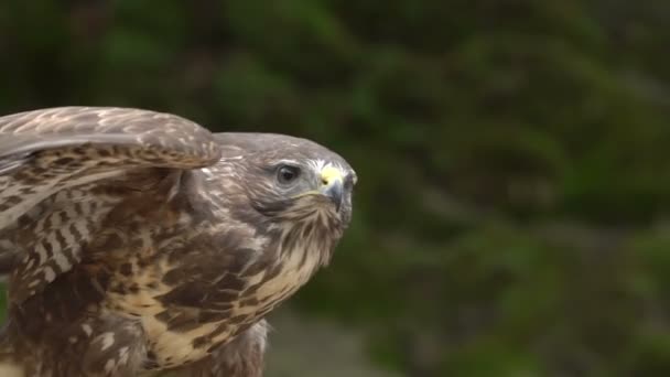 Red - tailed hawk. Bird of prey. Slow-motion shot — Stockvideo