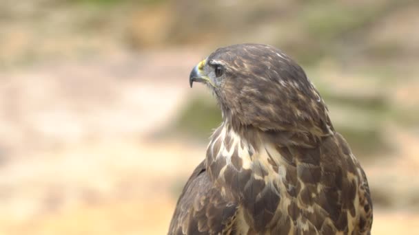 Close-up Red-tailed hawk. Bird of prey. Slow motion shot. — Stock Video
