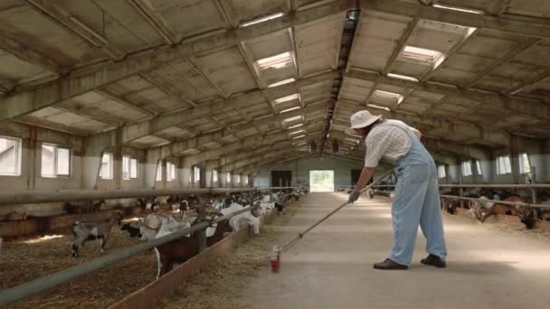 Ouvrier agricole en salopette denim balayant ranch avec des chèvres — Video