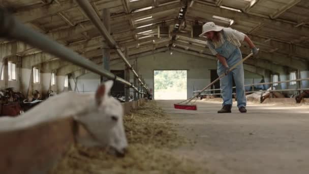 Kaukasische landgenoot die bezem gebruikt voor het schoonmaken van geitenhouderij — Stockvideo