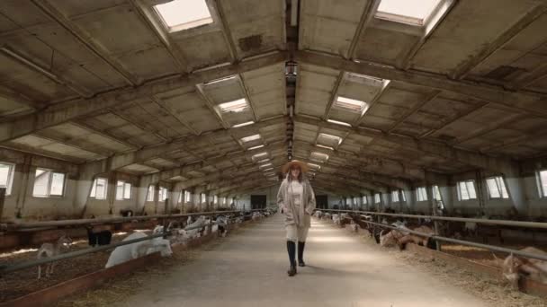 Mooie oude vrouw wandelen op grote boerderij met melkgeiten — Stockvideo