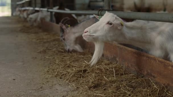 Кози білого молока їдять органічний сіно на фермі — стокове відео