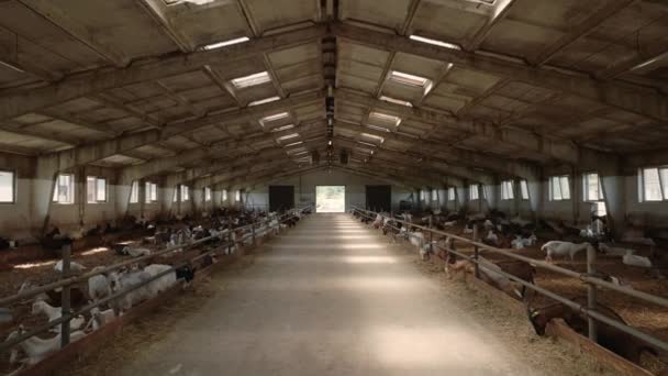 Великий сільський ранчо з білими і коричневими молочними козами — стокове відео