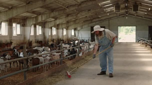 Ouvrier agricole en uniforme balayant stable avec des chèvres — Video