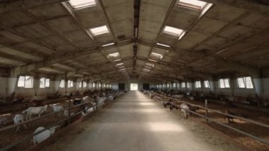 Beyaz süt keçileri olan uçsuz bucaksız bir çiftlik