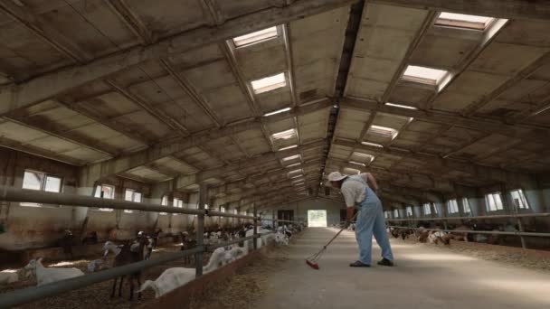 Cattleman cleaning goat stable with wooden broom — Stock Video