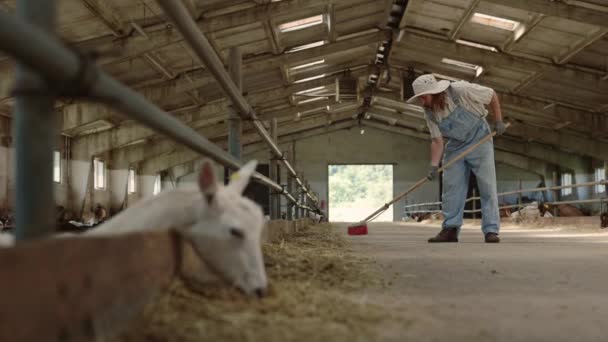 Joven granjero caucásico barriendo establo con cabras — Vídeo de stock