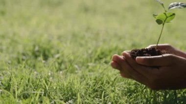 Genç fideleri zemin ile tutan kadınların ellerini kapatın.