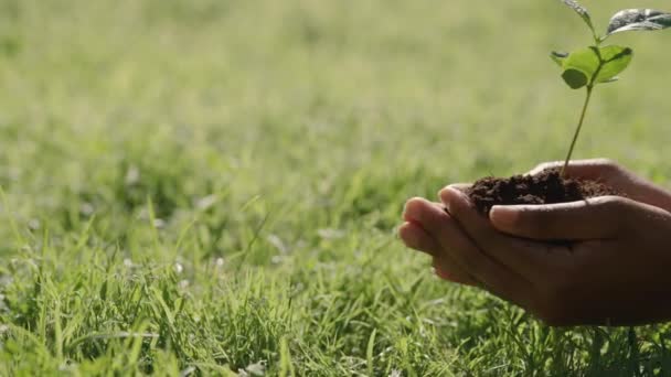 Primer plano de las manos femeninas sosteniendo plántulas jóvenes con tierra — Vídeos de Stock