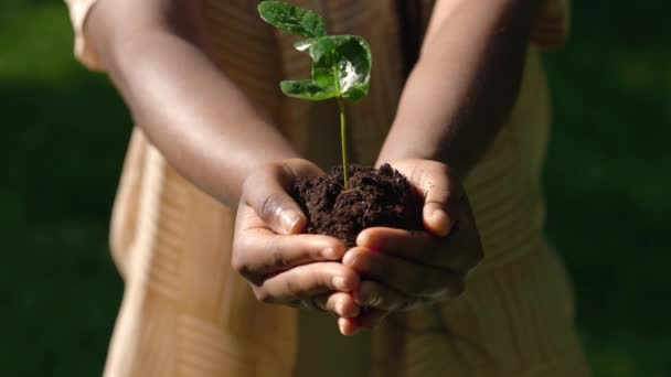 Mujer africana sosteniendo pequeña planta verde con tierra — Vídeos de Stock