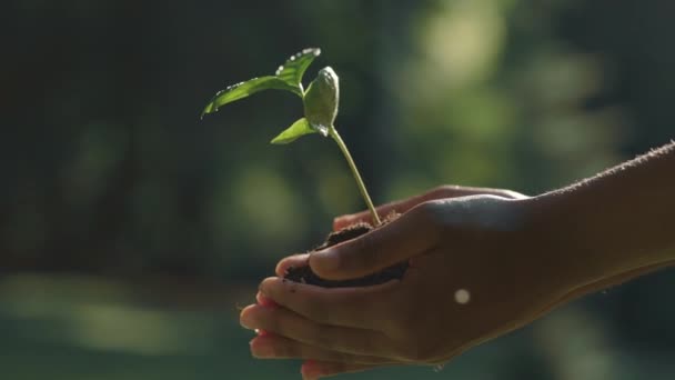 Primer plano de las manos femeninas sosteniendo brote verde con tierra — Vídeos de Stock