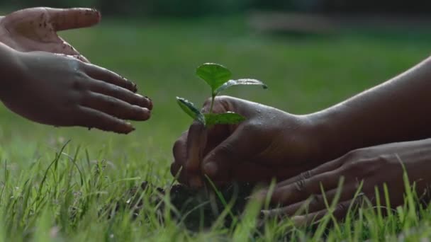 Madre e hijo africano plantando en brote verde molido — Vídeos de Stock