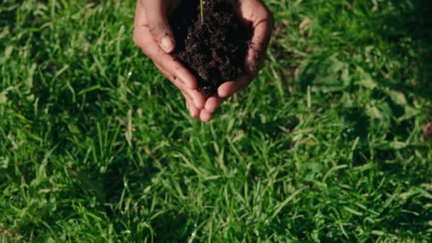 Vista superior de planta verde con suelo en manos femeninas — Vídeos de Stock