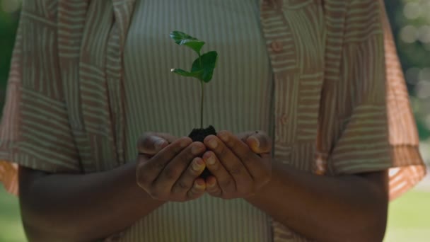 Primer plano de brote verde con tierra en manos femeninas — Vídeos de Stock