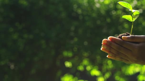 Zachte vrouwelijke handen houden verse groene spruit buiten — Stockvideo