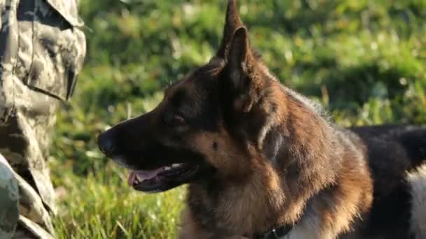 German shepherd dog on military training ground — Stock Video