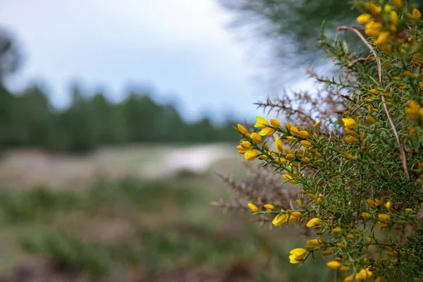 Yellow gorse out in bloom in Portugal. in the right of the frame.