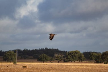 Kartal uçuşu arka planda bulutlu gökyüzü ile kırsal bir alan atar.