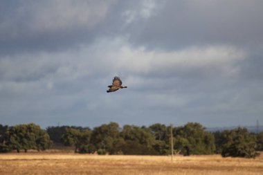 Kartal uçuşu arka planda bulutlu gökyüzü ile kırsal bir alan atar (kanatlar açılır).