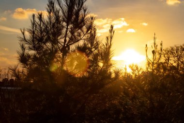Çam ağacı silueti güzel bir günbatımında parıldıyor..