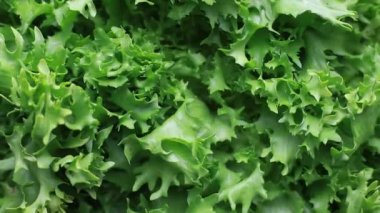 Salata önemli bir vitamin kaynağıdır: C vitamini, A vitamini, gece görüşü ve cilt için iyidir, kemikler için K vitamini, kanser önleme için lezzet içerir.