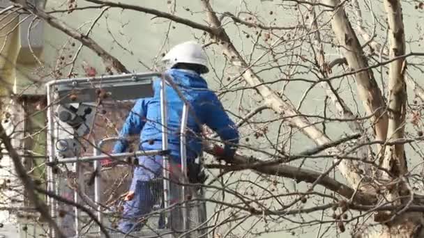 Pekerja Memotong Beberapa Cabang Pohon Tinggi Dalam Buaian Menara Otomatis — Stok Video