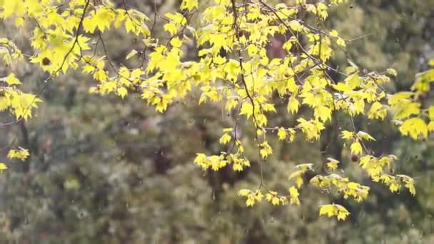 Branches Autumn Trees Blowing Wind Sunny Rainy Day — Stock Video