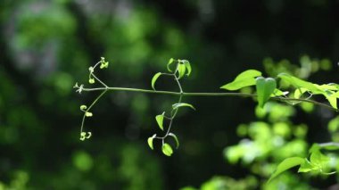 Rüzgarla hareket eden yeşil bitki