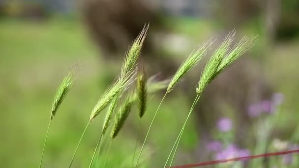 Дикая Пшеница Двигаемая Ветром — стоковое видео