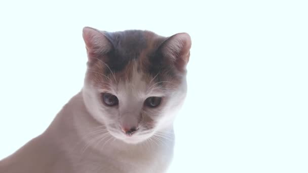 Gato Con Ojo Enfermo Sobre Fondo Blanco — Vídeos de Stock