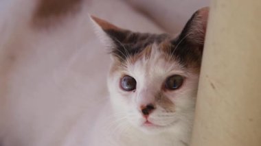 Hasta gözlü kedi, yakın çekim.