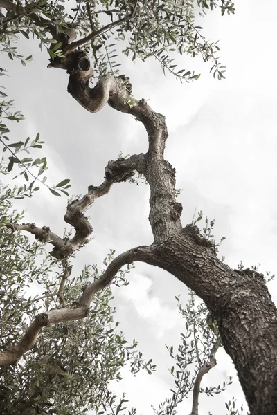 Olive tree — Stock Photo, Image