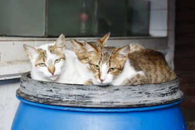 Mavi bir kutu üzerinde üç kedi