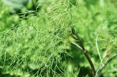  Taze yeşil dereotu.