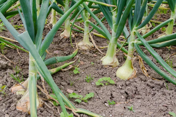 Fresh onion field