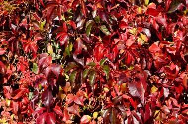 sonbahar yaprakları arka plan