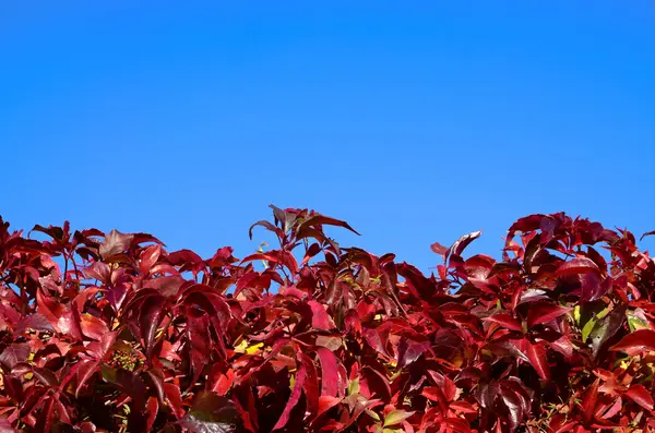 Hojas de otoño y cielo — Foto de Stock