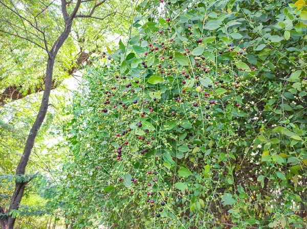 Gujarat Rama Este Árbol Cepilla Haciendo Cepillo Dientes Tiene Beneficios —  Fotos de Stock