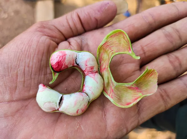 Tamarind Ajuda Melhorar Circulação Sanguínea Corpo Para Atender Deficiência Ferro — Fotografia de Stock