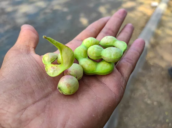 Tamarind Ajuda Melhorar Circulação Sanguínea Corpo Para Atender Deficiência Ferro — Fotografia de Stock