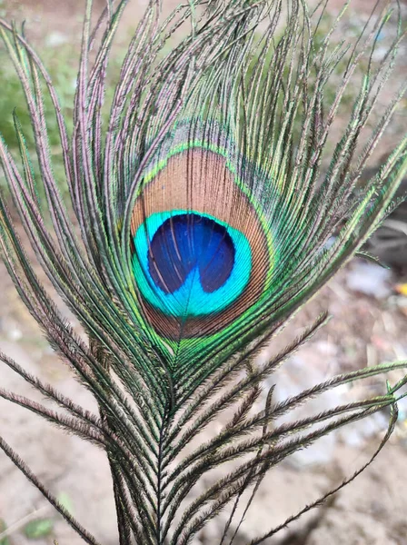 Een Peacock Veren Zijn Erg Mooi Achtergrond — Stockfoto