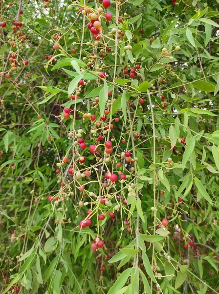 Gujarat Wird Der Zweig Dieses Baumes Mit Einer Zahnbürste Geputzt — Stockfoto