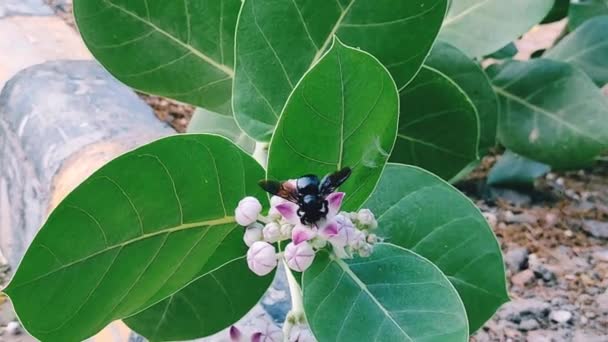 Bumble Bee Πίνοντας Χυμό Του Μητρικού Φυτού Λουλούδι — Αρχείο Βίντεο