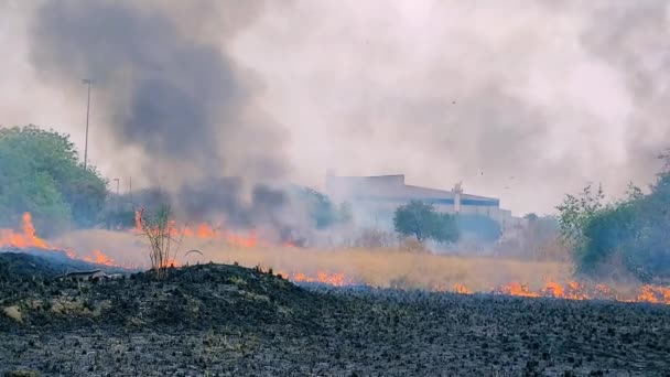 Incêndio Floresta Perto Fábrica Índia — Vídeo de Stock