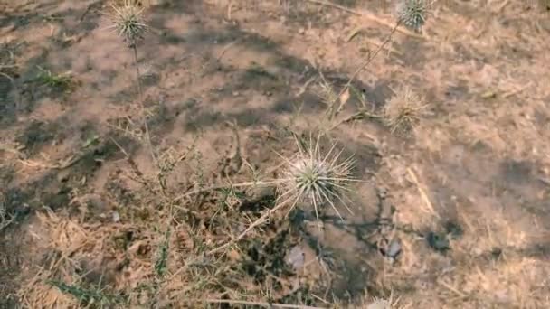 Selectieve Focus Shot Van Echinops Een Veld Een Zonnige Dag — Stockvideo