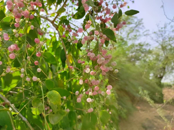 Gujarat Wird Der Zweig Dieses Baumes Mit Einer Zahnbürste Geputzt — Stockfoto