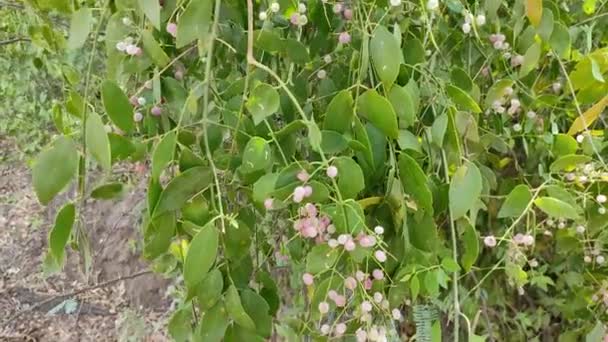 Gujarat Wordt Tak Van Deze Boom Gepoetst Door Het Maken — Stockvideo