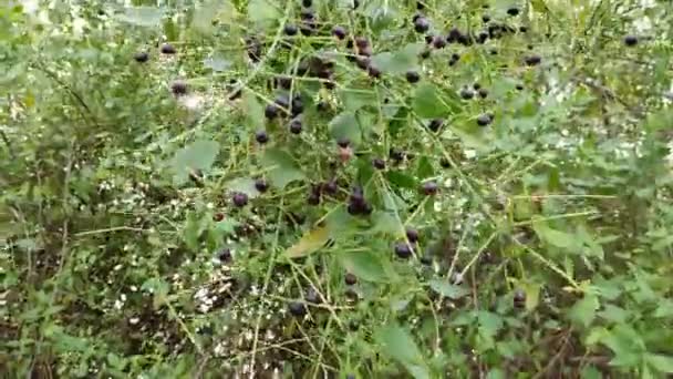 Gujarat Rama Este Árbol Cepilla Haciendo Cepillo Dientes Tiene Beneficios — Vídeo de stock